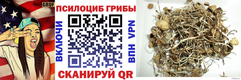 Псилоцибиновые грибы Psilocybe  Пошехонье 
